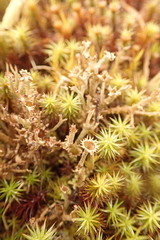 Cladonia crispata crispata