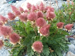 Geum reptans