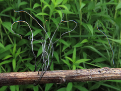 Xylaria filiformis