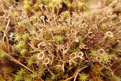 Cladonia crispata crispata