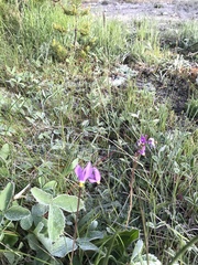 Primulaceae