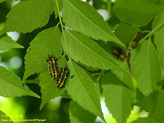 Scopelodes contracta