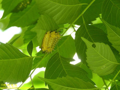 Scopelodes contracta