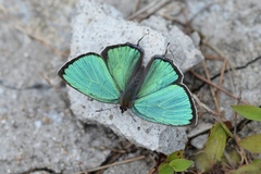 Chrysozephyrus tiemushanus