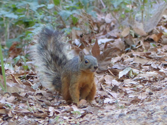 Sciurus nayaritensis