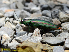 Chrysochroa fulgidissima