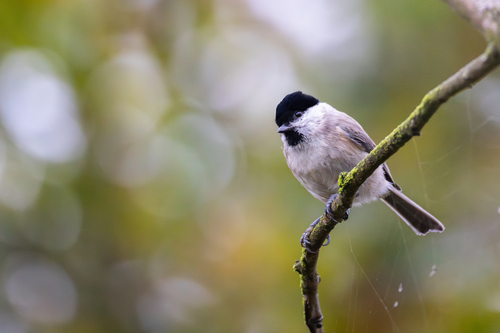 Marsh Tit, Wassenaar, Nederland, photo 6 of 10