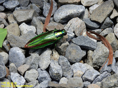 Chrysochroa fulgidissima