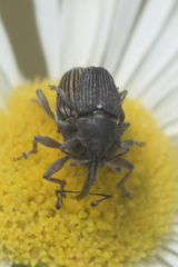Odontocorynus umbellae