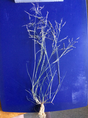 Eragrostis capillaris
