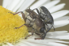 Odontocorynus umbellae