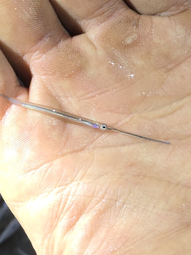 Needlefish