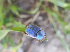 Hoplia coerulea