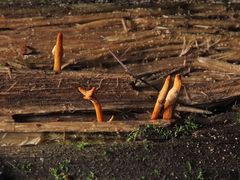 Ophiocordyceps variabilis