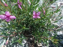 Chamaenerion fleischeri