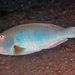 Yellowtail Parrotfish - Photo (c) Kevin Bryant, some rights reserved (CC BY-NC-SA)