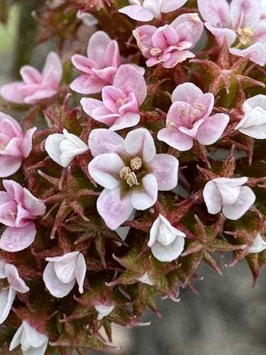 Image of Chorizanthe wheeleri by (c) Cayman Lanzone, some rights reserved (CC BY)