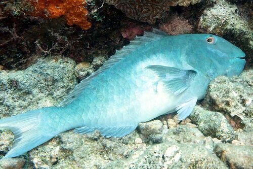 Yellowtail Parrotfish