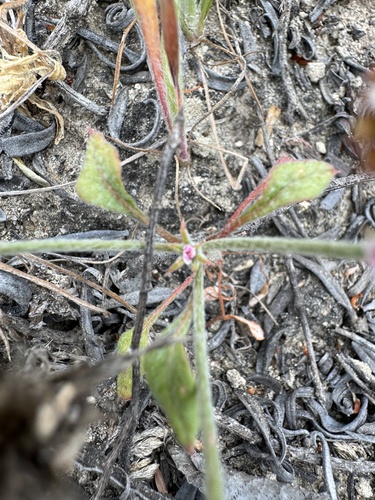 Image of Chorizanthe wheeleri by (c) Cayman Lanzone, some rights reserved (CC BY)