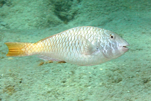 Yellowtail Parrotfish