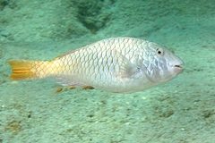 Redfin Parrotfish photo 3