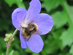 Bombus pratorum