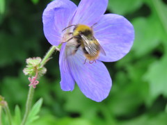 Bombus pratorum