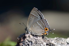 Chrysozephyrus tiemushanus