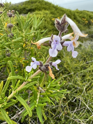 Image of Salvia brandegeei by (c) Cayman Lanzone, some rights reserved (CC BY)