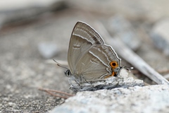 Chrysozephyrus tiemushanus