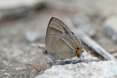 Chrysozephyrus tiemushanus