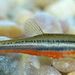 Northern Redbelly Dace - Photo konadawg, no known copyright restrictions (public domain)