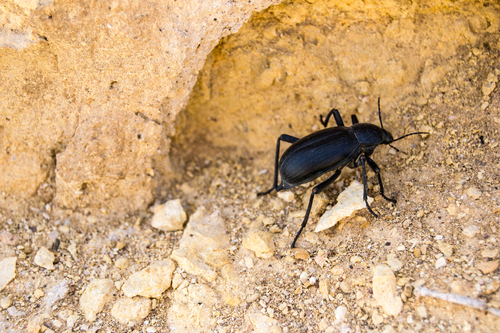 Lithoblaps gigas