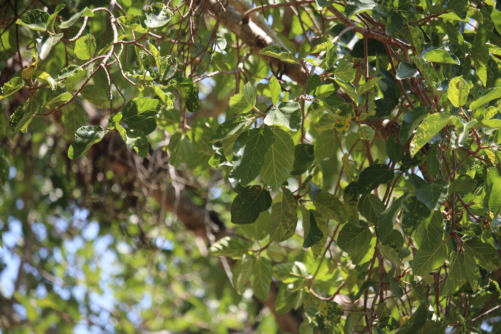 Ultimatum Tree sycamore fig from Ehlanzeni District Municipality, South Africa on ...