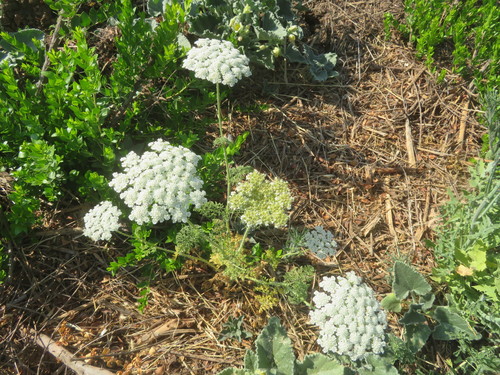 Golden Carrot (Daucus aureus)