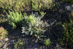 Helichrysum petiolare