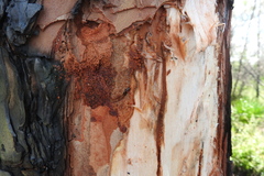 Ips grandicollis