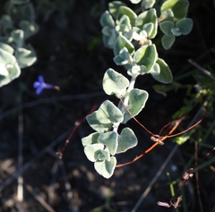Helichrysum petiolare