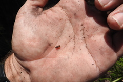 Ips grandicollis