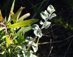 Helichrysum petiolare