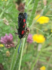 Zygaena lonicerae