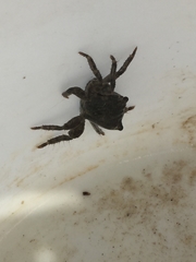 Pachygrapsus