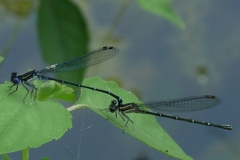 Argia translata