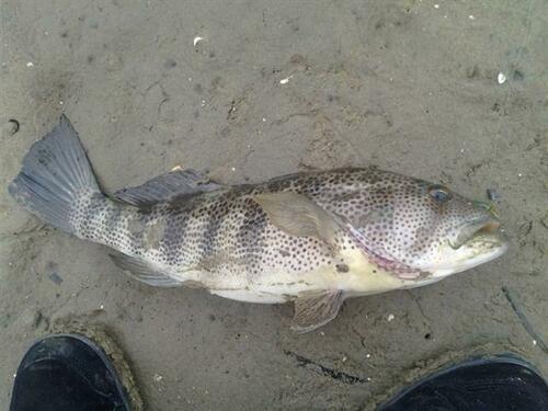 Spotted Sand Bass