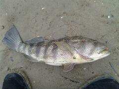 Spotted Sand Bass photo 2