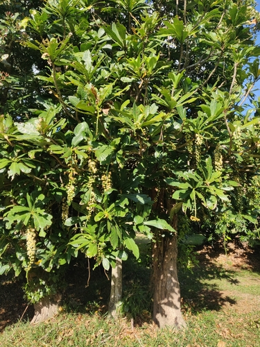 Barringtonia integrifolia observed 2024-10-19