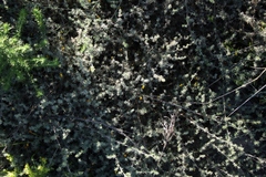 Aspalathus digitifolia