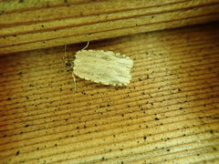 Agonopterix atrodorsella