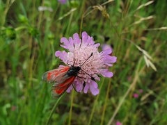 Zygaena purpuralis