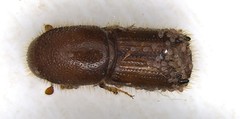 Ips grandicollis
